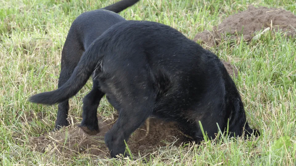 Rattenbestrijding met Patterdale terriers