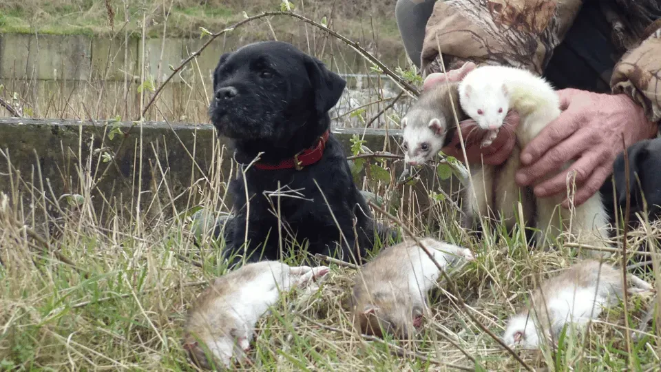Terriërs en fretten met hun vangst van ratten