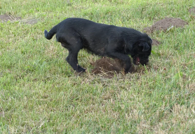 Rattenvangers-dunya-wacht bij-hol