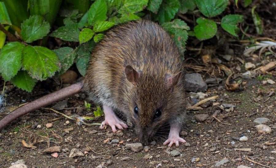 rat-in-tuin-700x700