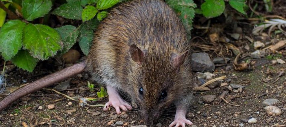 rat-in-tuin-700x700