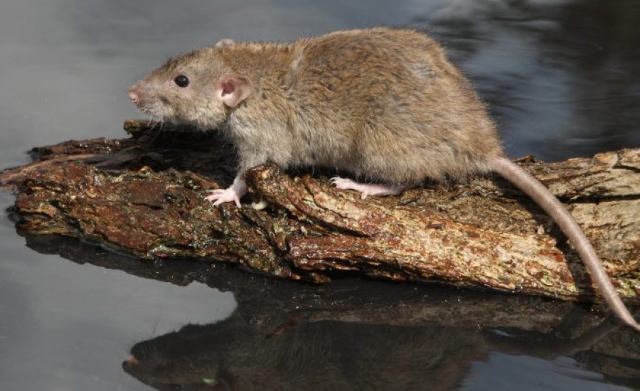 rat-op-boomstam-700x700