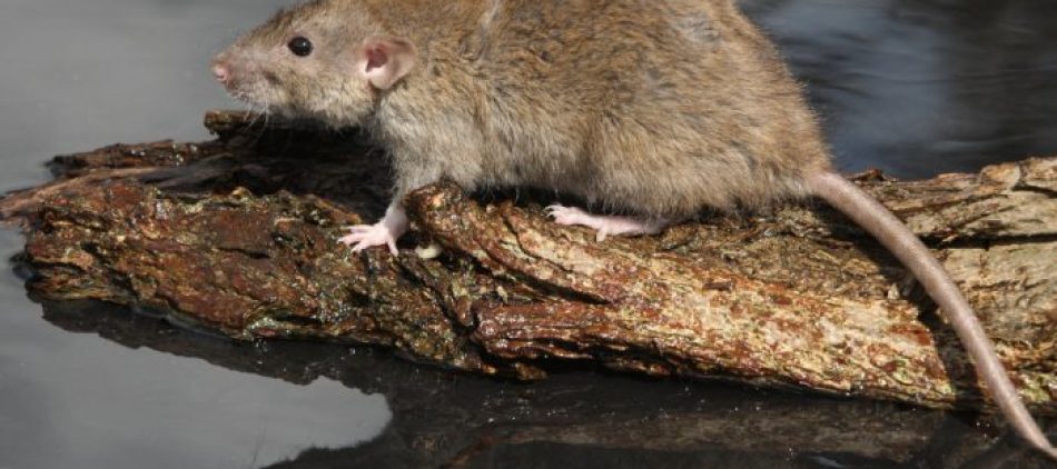 rat-op-boomstam-700x700
