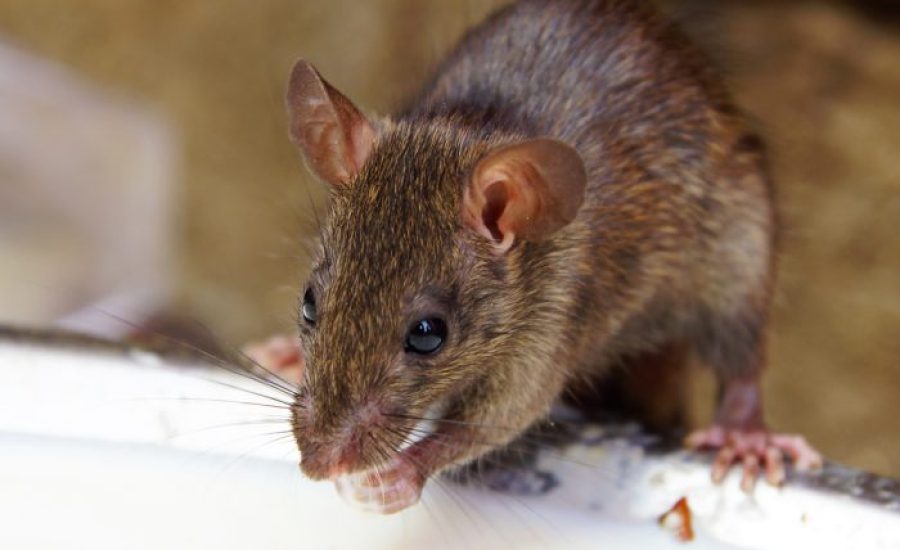 rat-op-voerbak-700x700